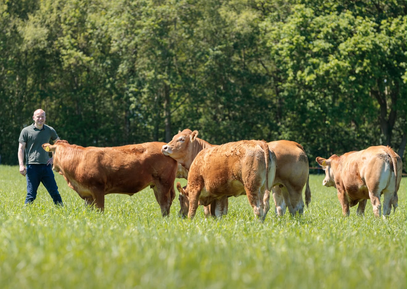 Boer Erwin tussen zijn koeien in het weiland